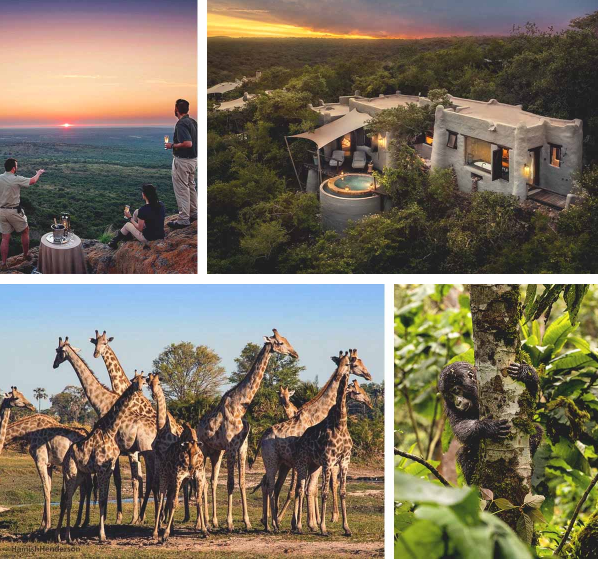 Top: andBeyond Phinda Private Game Reserve  |  Bottom: Wilderness Mombo Camp & Gorilla Trekking
