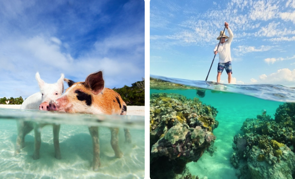 Swimming Pigs | Grand Isle Resort, Great Exuma

