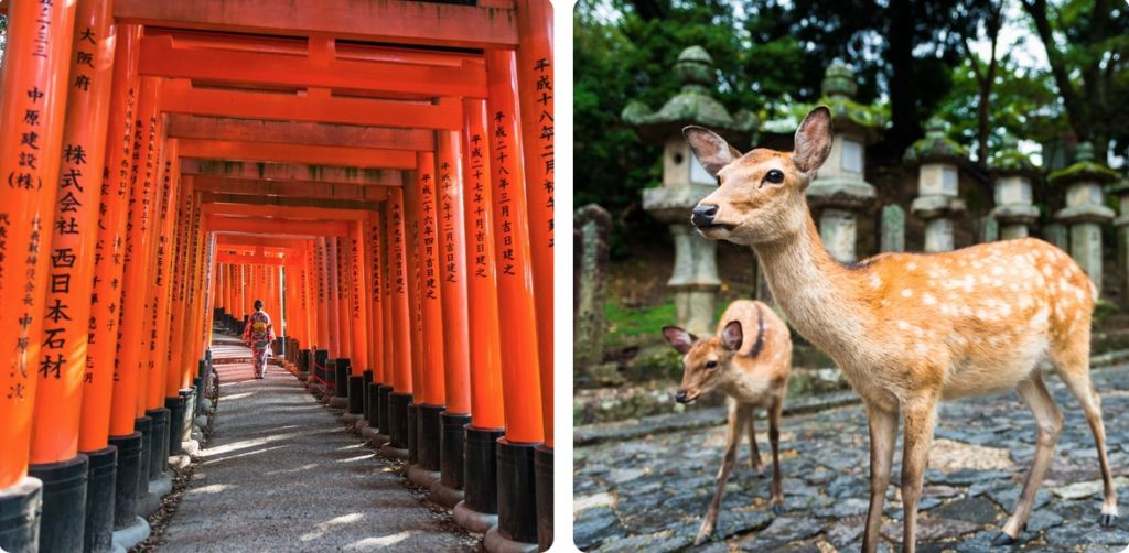 Fushimi Inari Shrine, Kyoto | Kasuga Taisha Shrine, Nara Park

