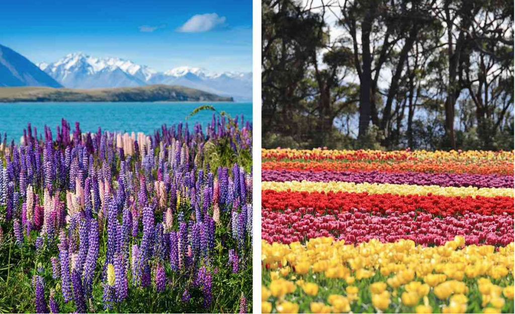 Aoraki/Mount Cook National Park, New Zealand | Table Cap Tulip Farm, Tasmania

