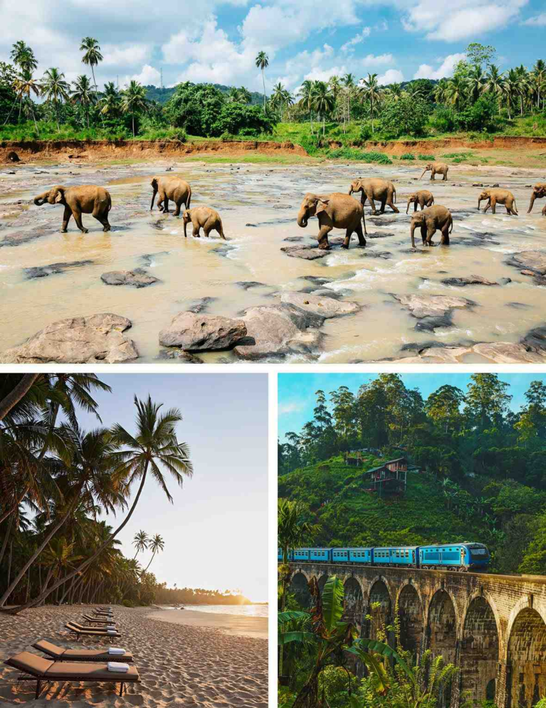 Sri Lankan Elephants | Amanwella, Sri Lanka | Sri Lankan Train

